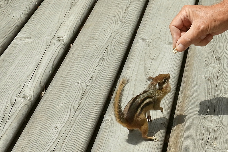 Chipmunk