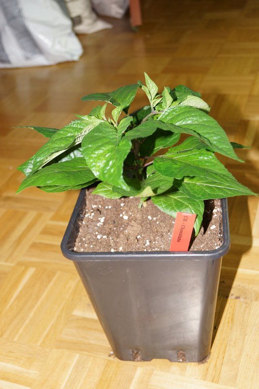 Choco Reaper - auch eher "flach"