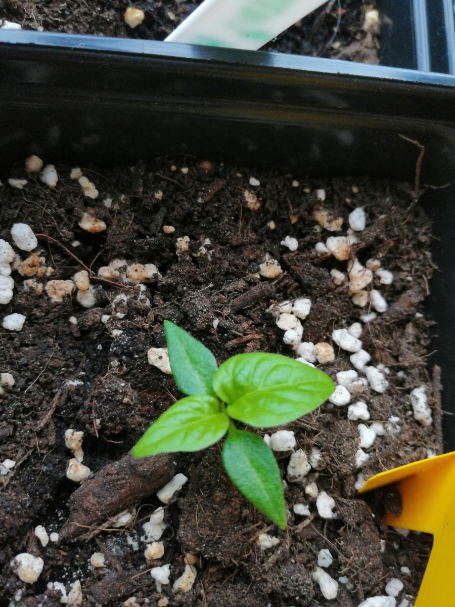 Chocolate Habanero 12.01.2021