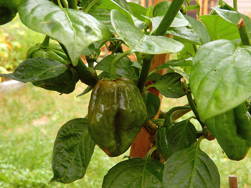 Chocolate Scotch Bonnet