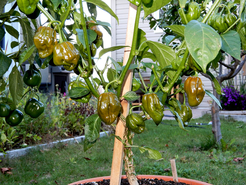 Chocolate Scotch Bonnet