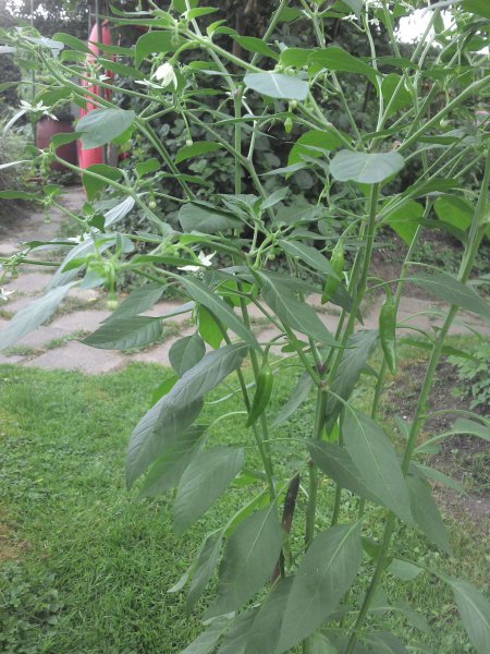 Chuchili15-158_5
