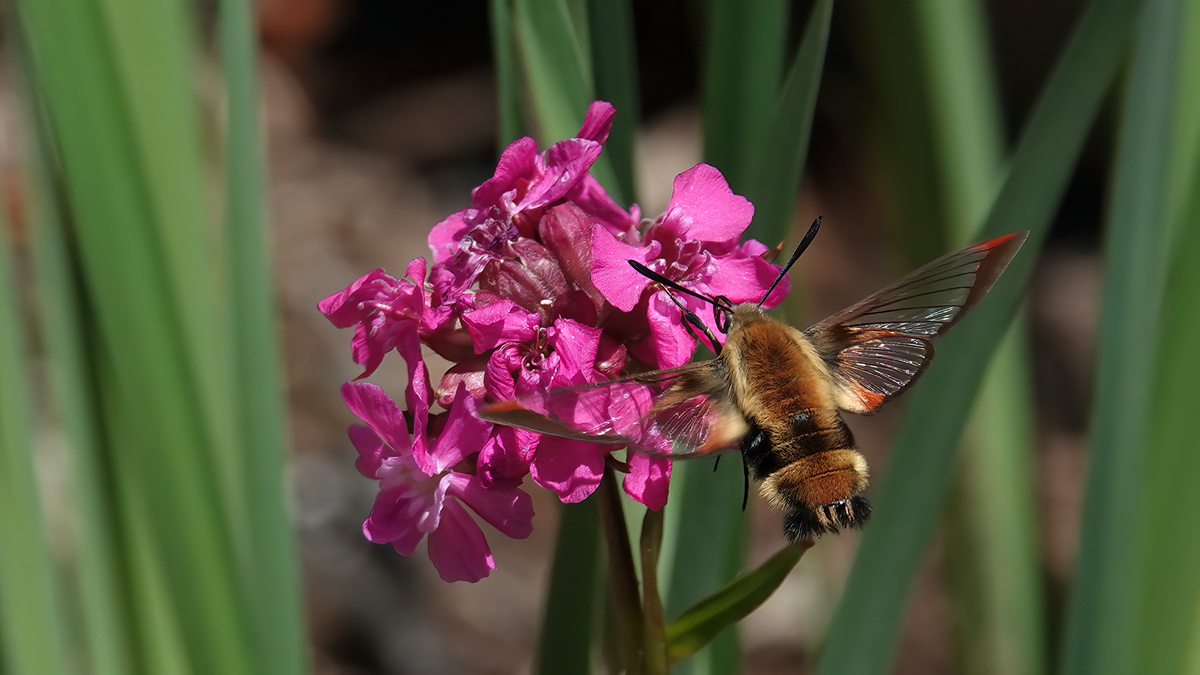 Clearwing Moth