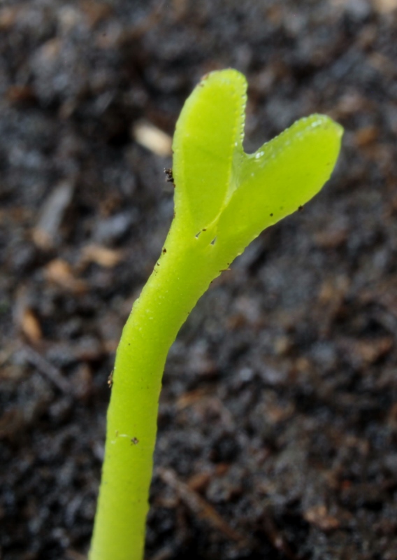 Clementine Experiment...