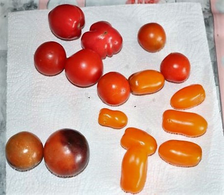 Cocktail orange, Blue of the Night und Strauchtomate normal