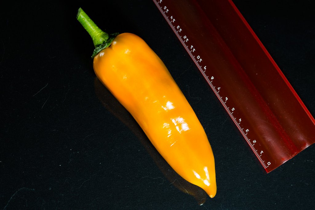 Corno_di_Toro_Giallo_Frucht1