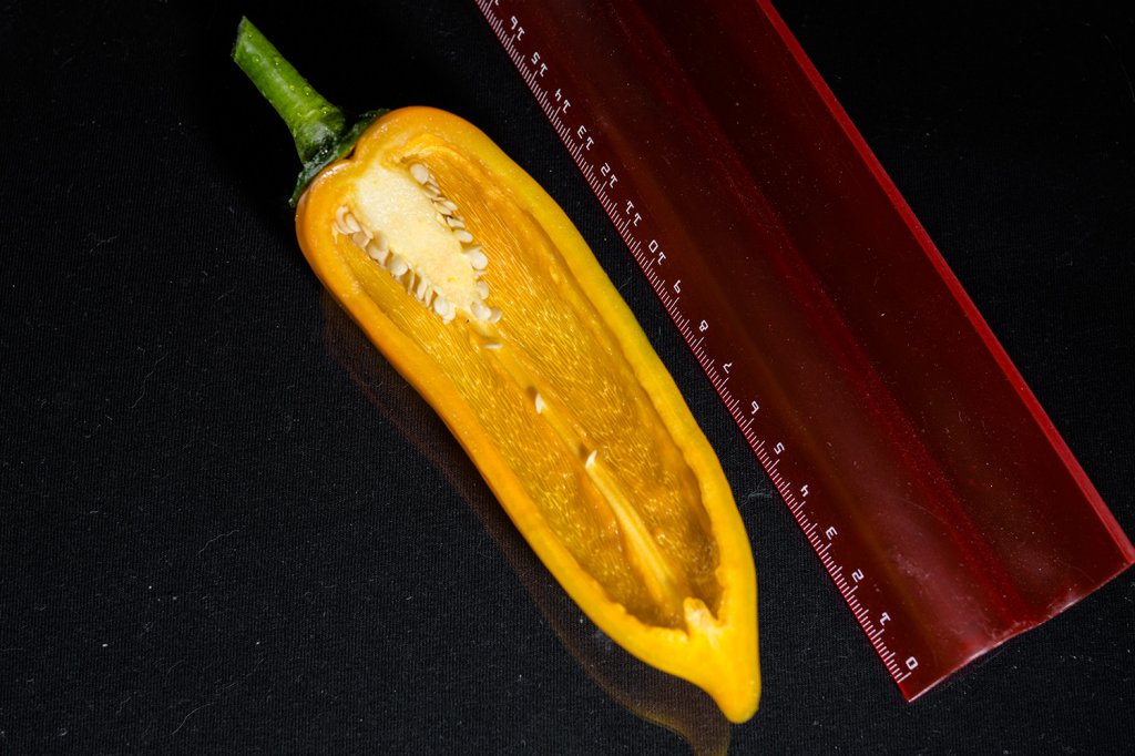 Corno_di_Toro_Giallo_Frucht2