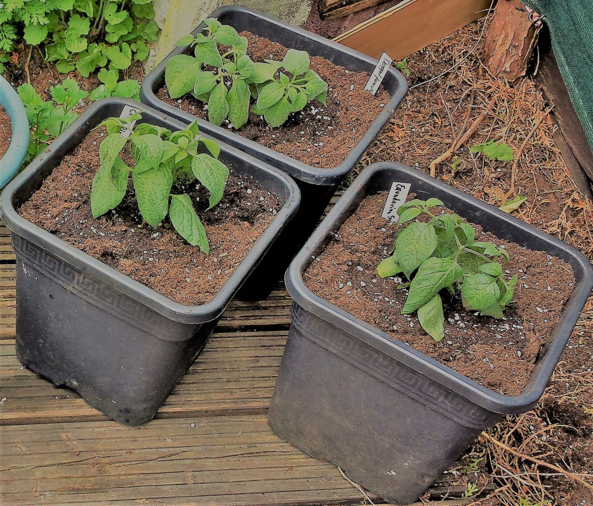 Costa Rican Red-Doppelfrucht-Equadorian sweet