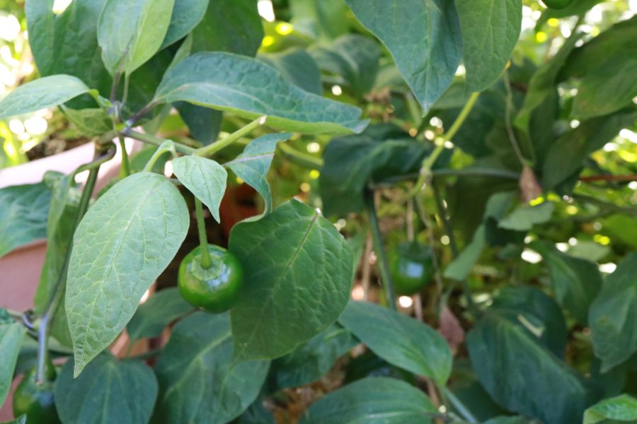 Costa Rican red