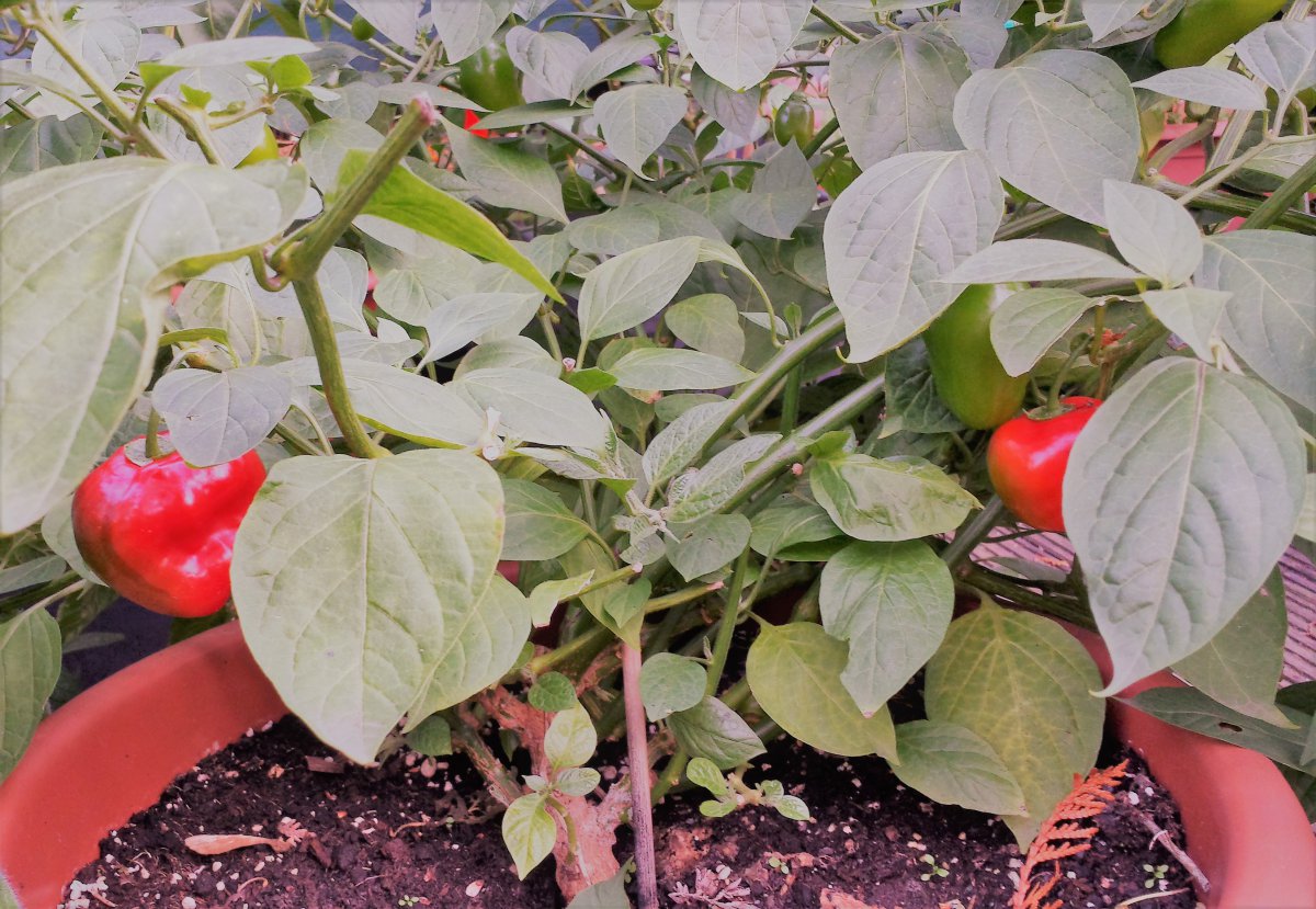Costa Rican Red