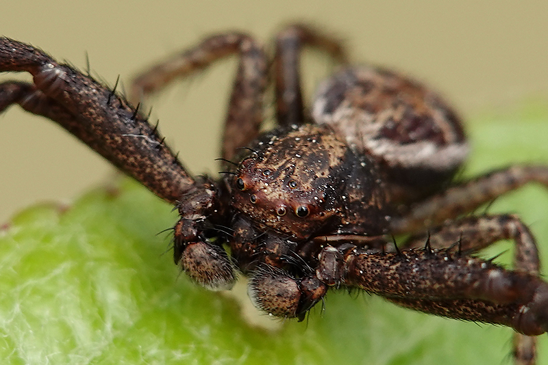Crab Spider