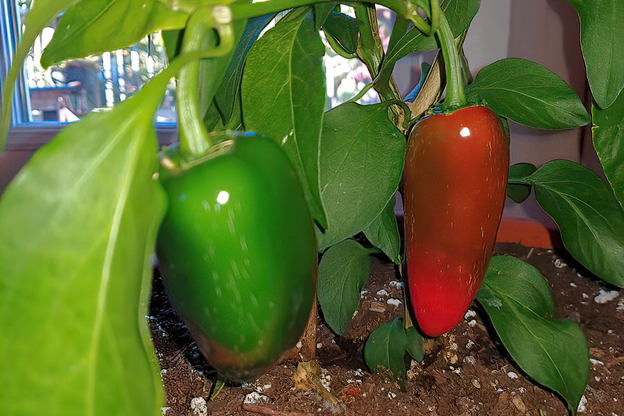 Craigs Jalapeno