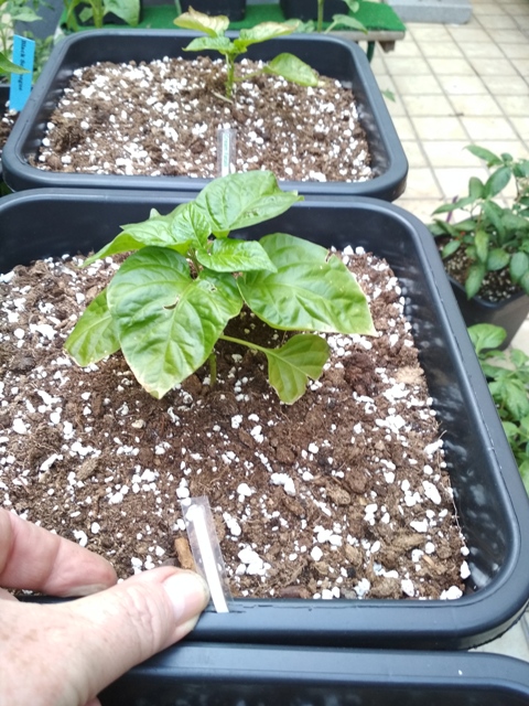 Cream_Fatalii_1.jpg
