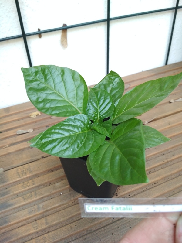 Cream_fatalii_1b.jpg