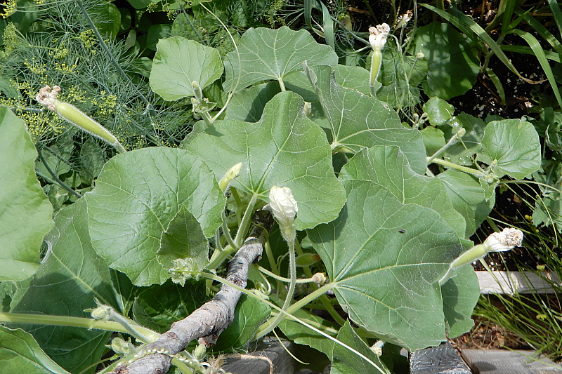 Cucuzza