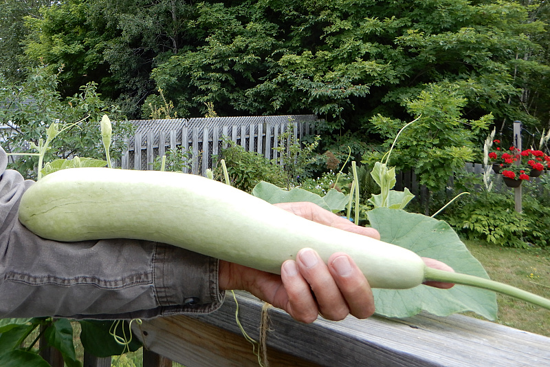 Cucuzza
