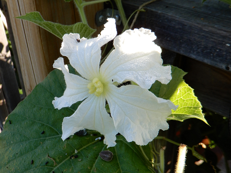 Cucuzza