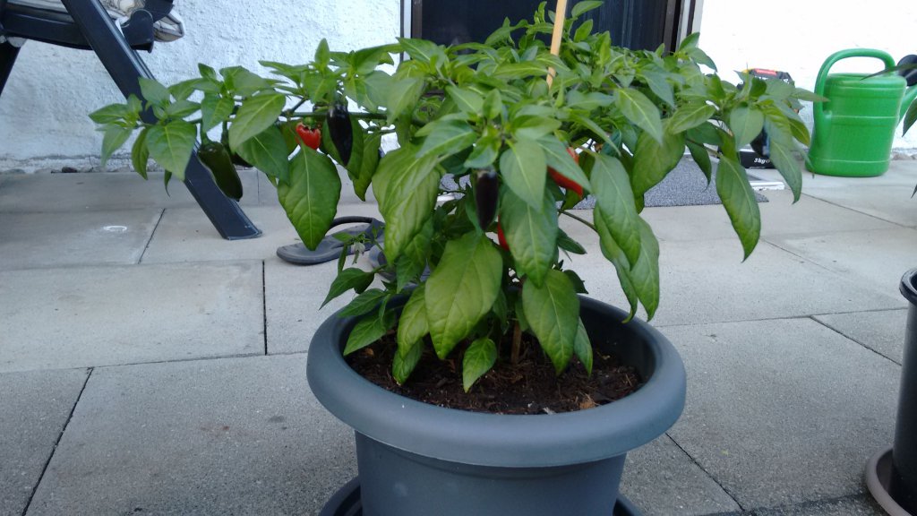 Darkside Chili (Bonsai)