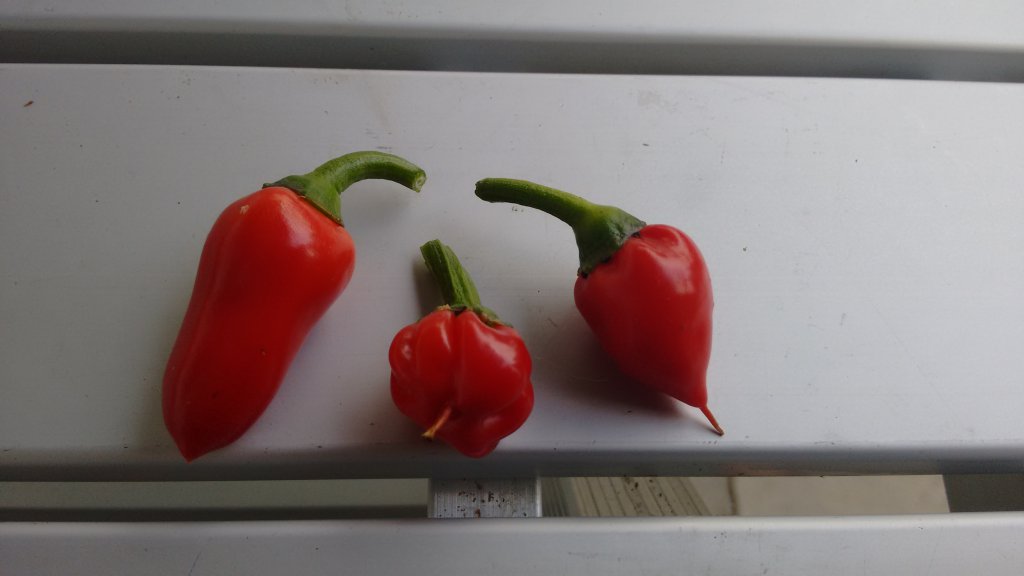 Darkside Chili (Bonsai)