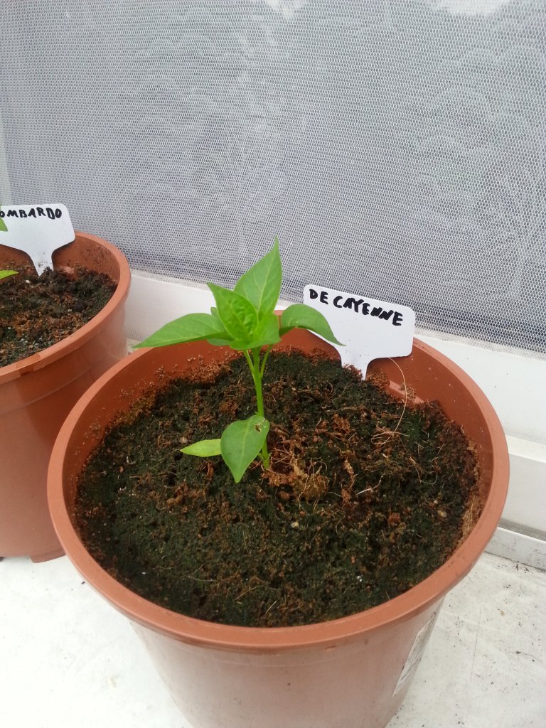 De Cayenne