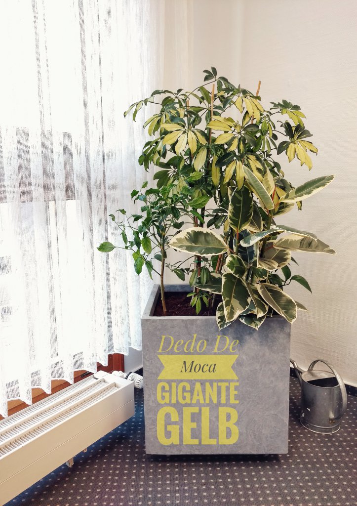Dedo De Moca Gigante Gelb