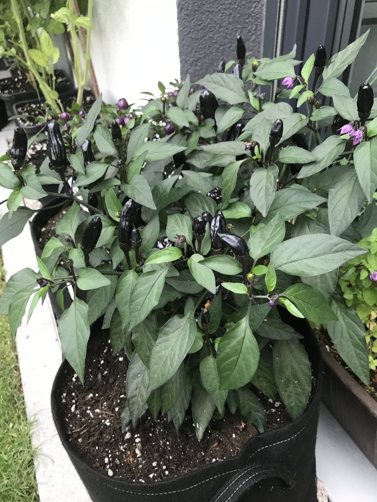 Dehner "Baumchili"
