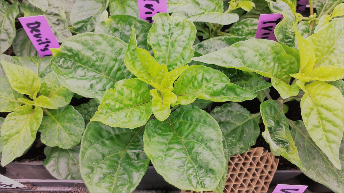 Devils Tong Yellow-Trinidad Perfume