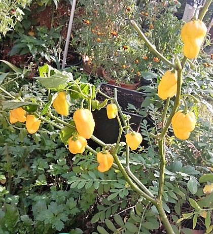 Devils Tongue Yellow