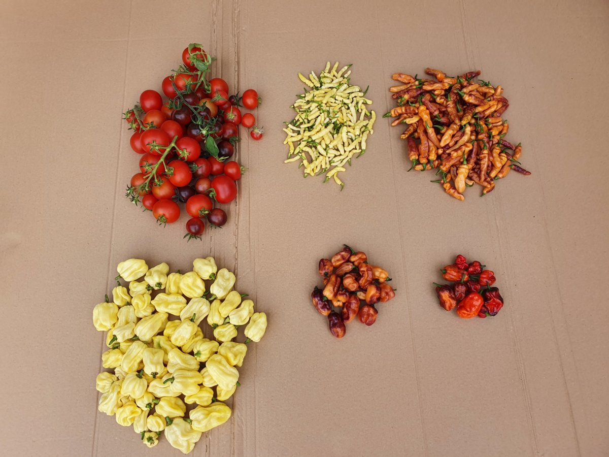 Die erste Chili Ernte