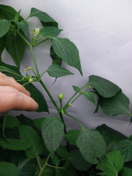 Die erste größere Chili