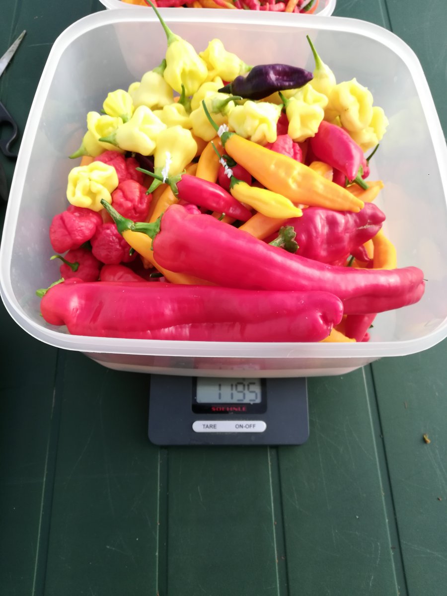 die milderen Beeren
