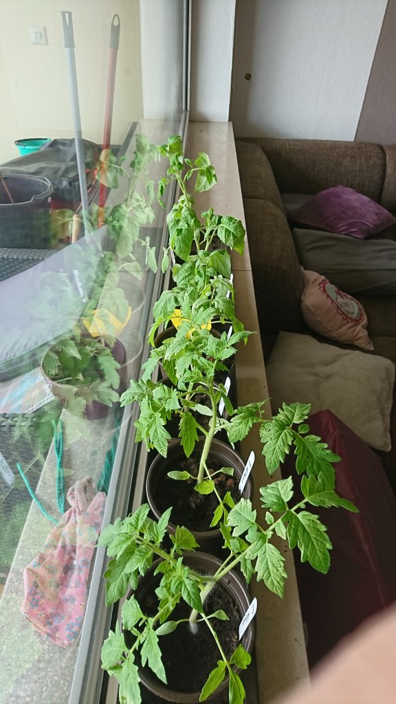 Die Tomaten werden es überleben