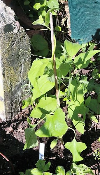 Dini Melone