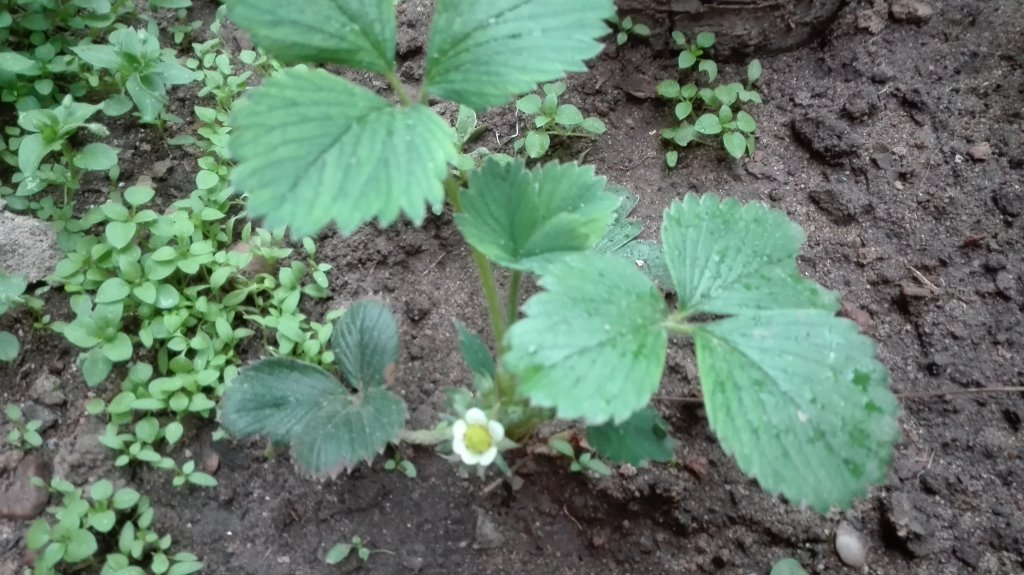 Diverses Garten Erdbeeren