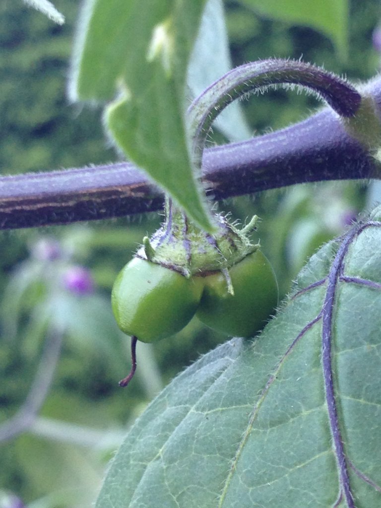 Double Rocoto