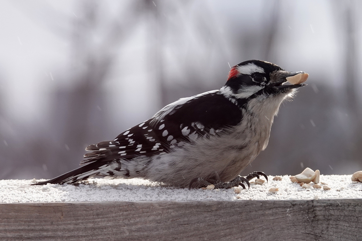 Downy woodpecker