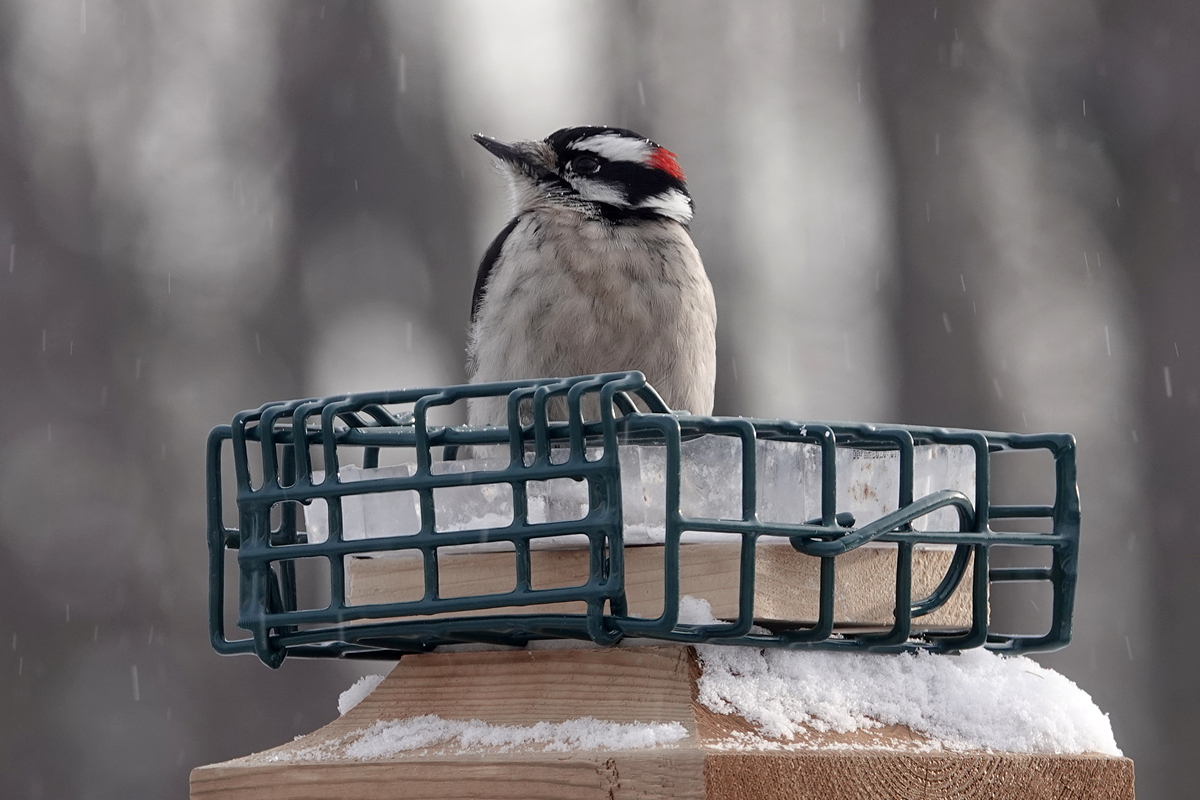 Downy woodpecker
