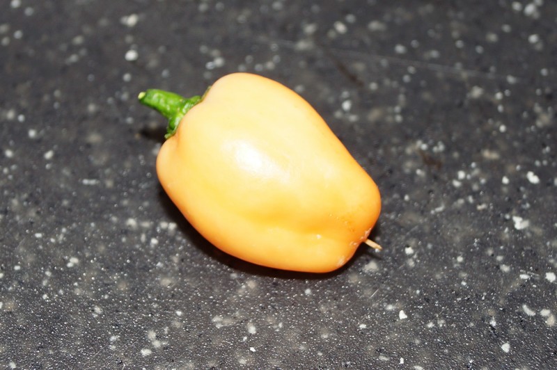 DSC00008