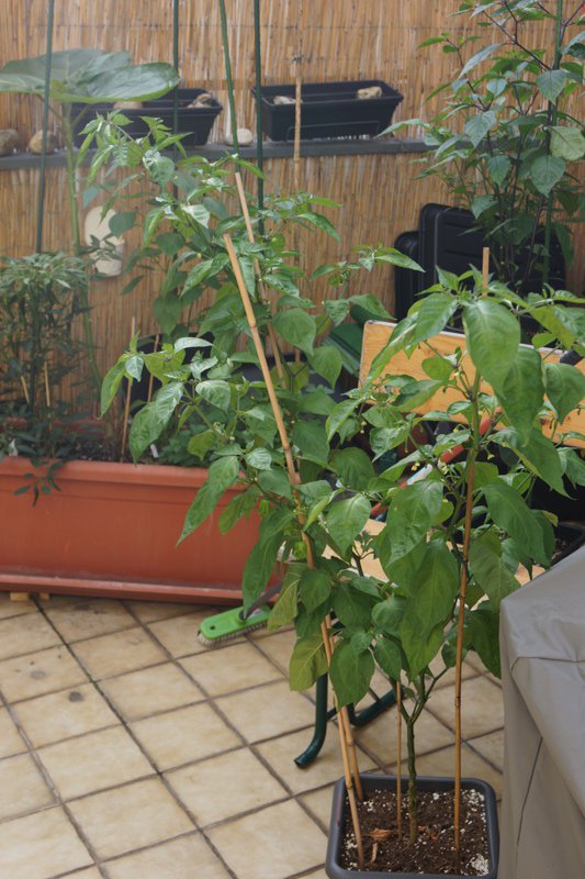 DSC00267