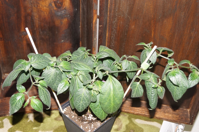 DSC08653