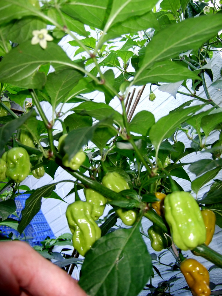 DSCF1924