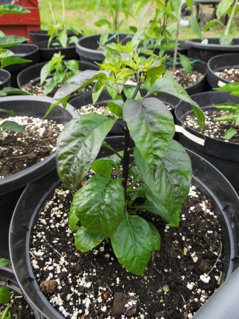 DSCI0856
