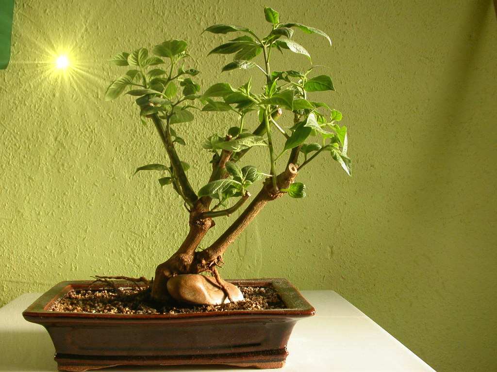 DSCN7036