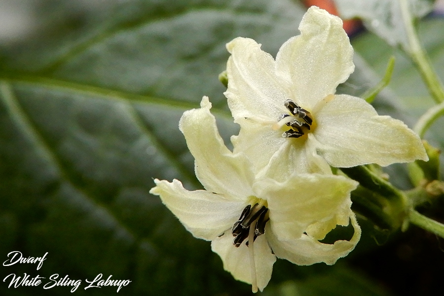 DwarfSilingLabuyo27032017