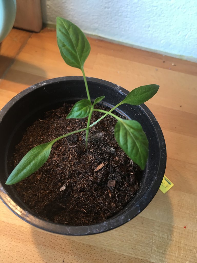 Early Jalapeño