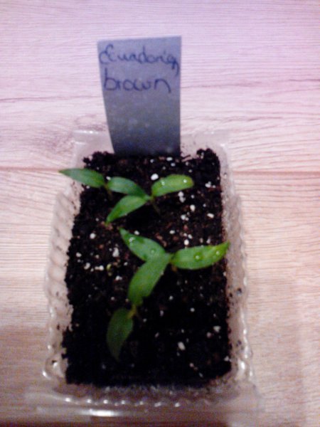 Ecuadorian Brown Keimlinge