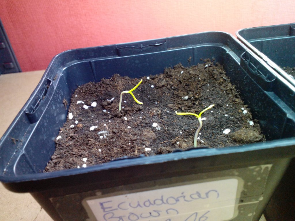 Ecuadorian Brown