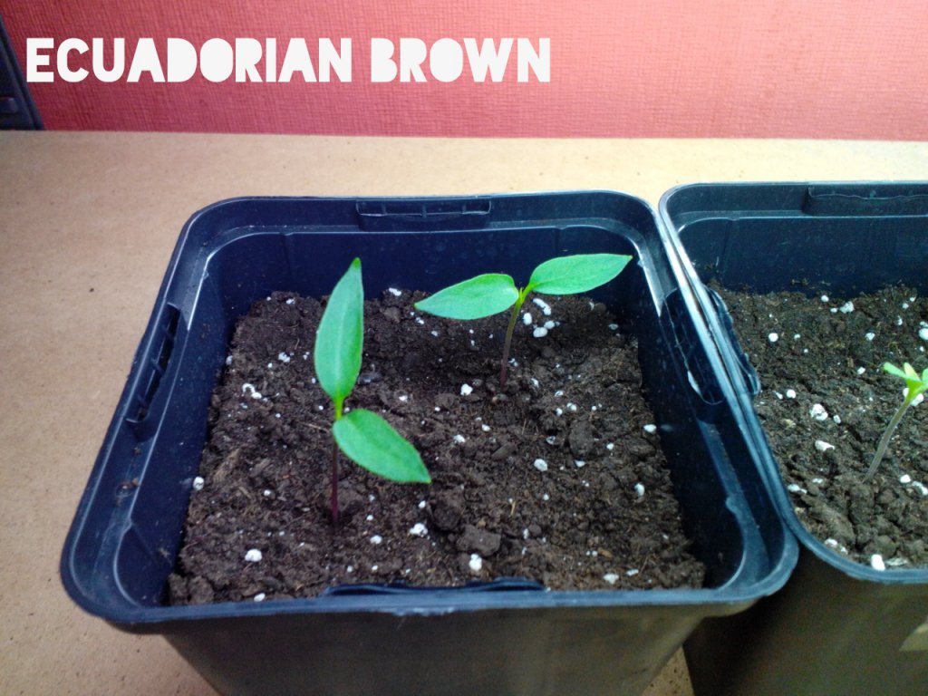 Ecuadorian Brown