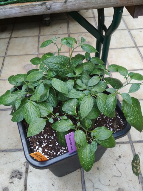 Ecuadorian_Sweet_1.jpg