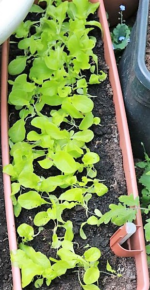 Eichblattsalat